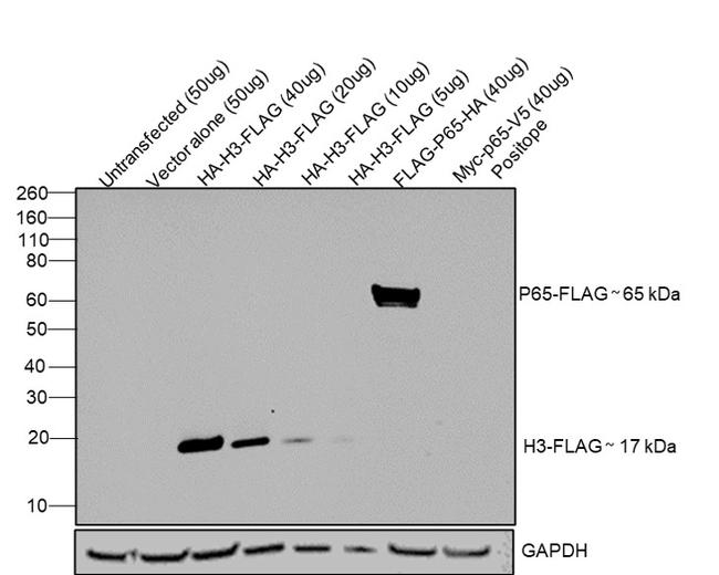 DYKDDDDK Tag Antibody in Western Blot (WB)