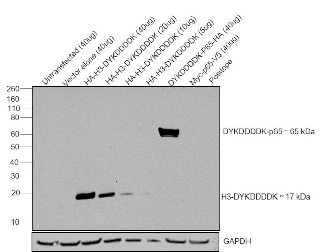 DYKDDDDK Tag Antibody