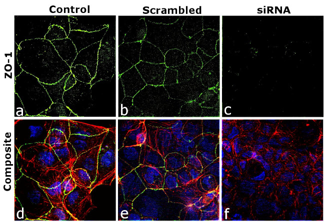 ZO-1 Antibody