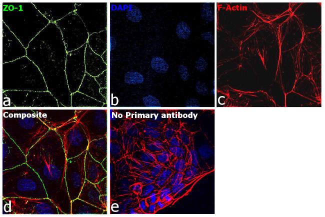 ZO-1 Antibody in Immunocytochemistry (ICC/IF)