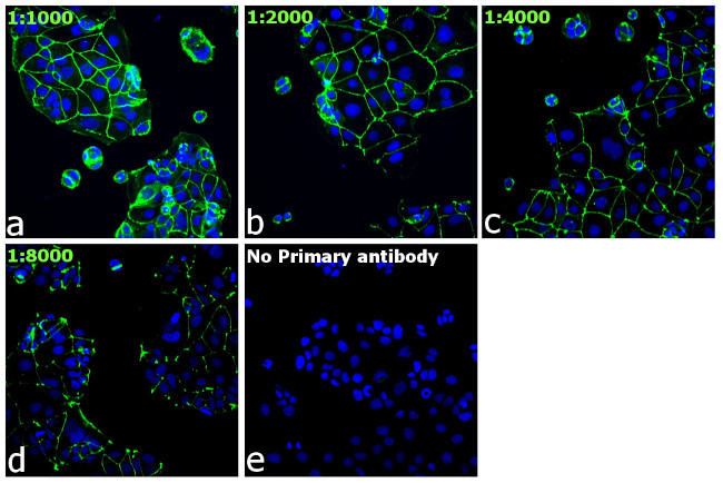 ZO-1 Antibody in Immunocytochemistry (ICC/IF)