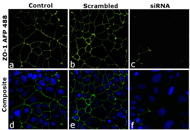 ZO-1 Antibody