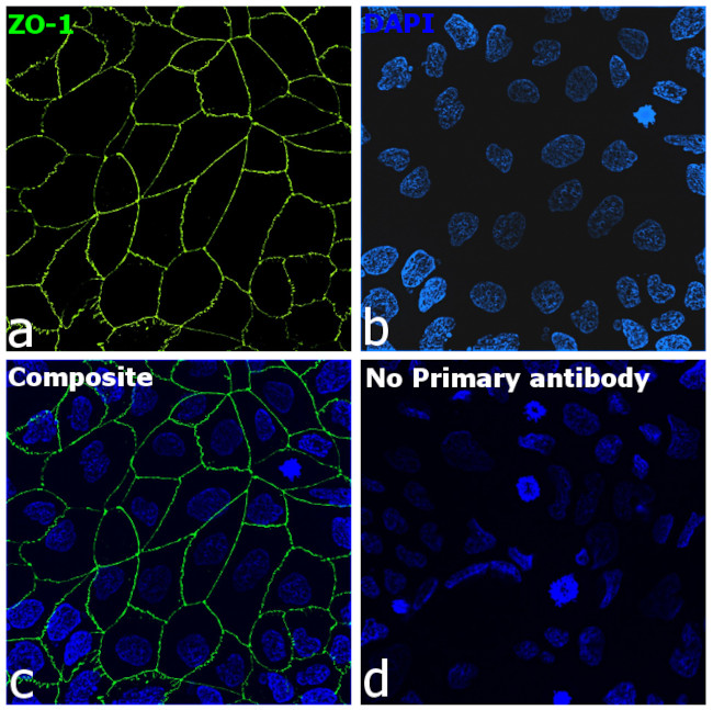 ZO-1 Antibody in Immunocytochemistry (ICC/IF)