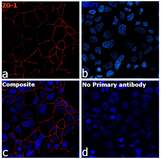 ZO-1 Antibody in Immunocytochemistry (ICC/IF)