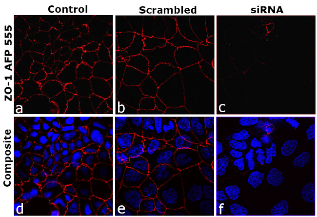 ZO-1 Antibody in Immunocytochemistry (ICC/IF)