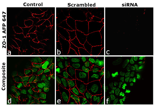 ZO-1 Antibody in Immunocytochemistry (ICC/IF)