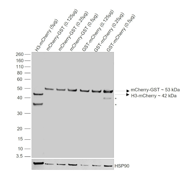 mCherry Antibody