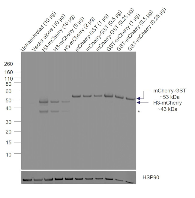 mCherry Antibody in Western Blot (WB)