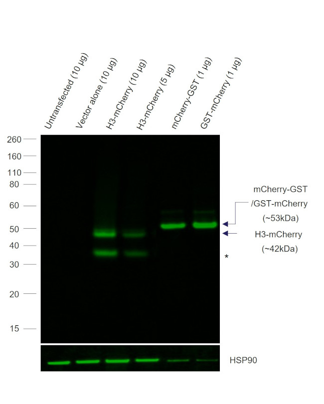 mCherry Antibody in Western Blot (WB)