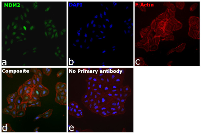 MDM2 Antibody in Immunocytochemistry (ICC/IF)