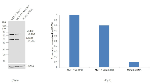 MDM2 Antibody in Western Blot (WB)