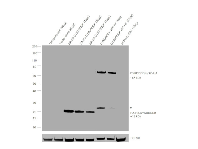 HA Tag Antibody in Western Blot (WB)