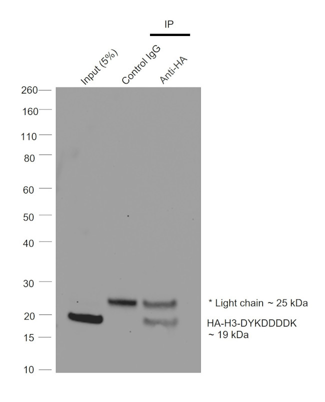 HA Tag Antibody in Immunoprecipitation (IP)