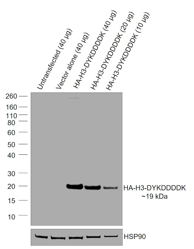 HA Tag Antibody in Western Blot (WB)