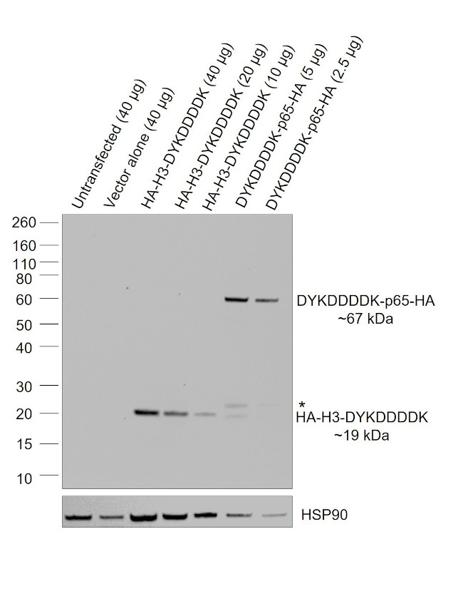 HA Tag Antibody