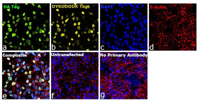 HA Tag Antibody in Immunocytochemistry (ICC/IF)