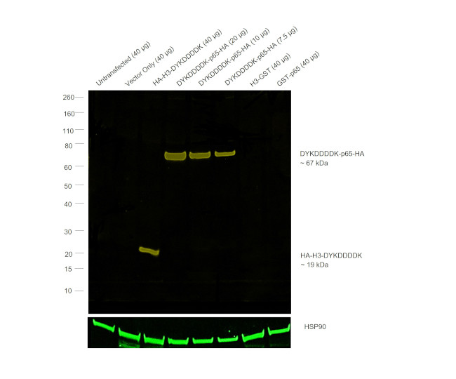 HA Tag Antibody in Western Blot (WB)