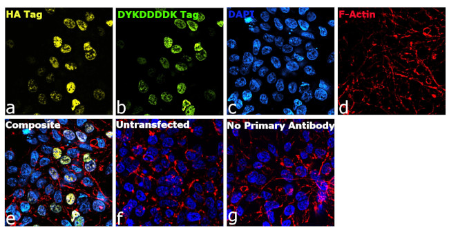 HA Tag Antibody in Immunocytochemistry (ICC/IF)