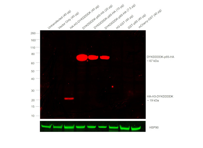 HA Tag Antibody in Western Blot (WB)