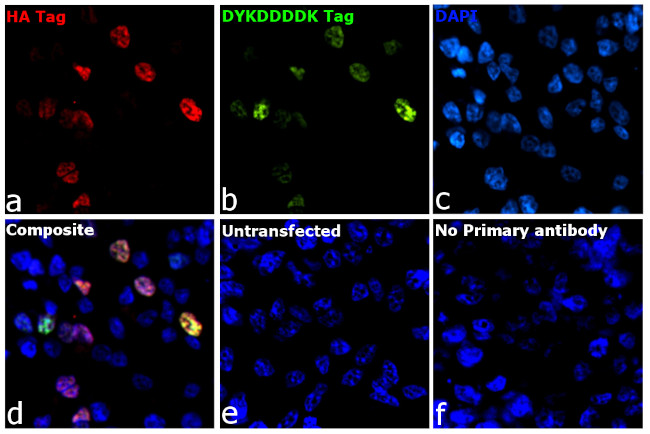 HA Tag Antibody in Immunocytochemistry (ICC/IF)