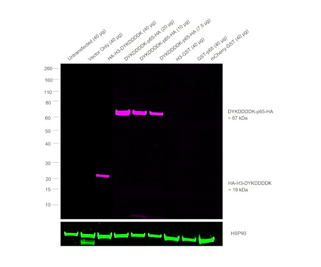 HA Tag Antibody in Western Blot (WB)