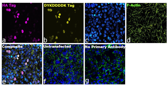 HA Tag Antibody in Immunocytochemistry (ICC/IF)