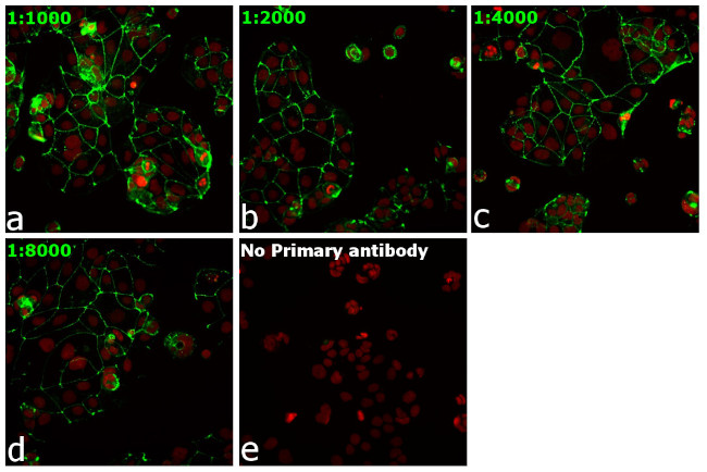 Occludin Antibody in Immunocytochemistry (ICC/IF)