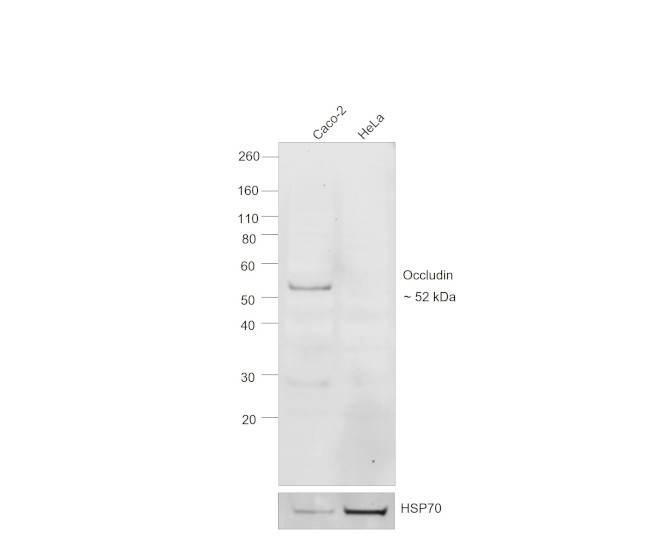 Occludin Antibody in Western Blot (WB)