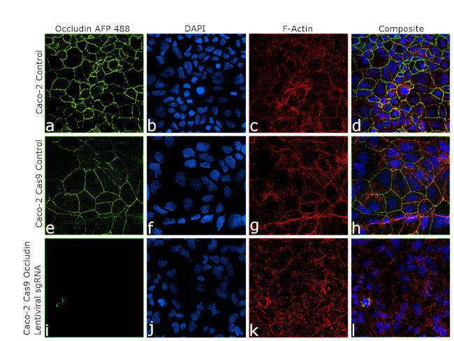 Occludin Antibody in Immunocytochemistry (ICC/IF)