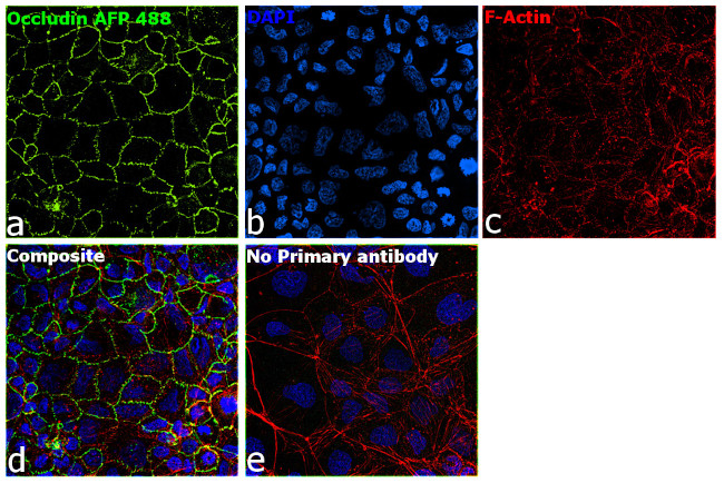 Occludin Antibody in Immunocytochemistry (ICC/IF)