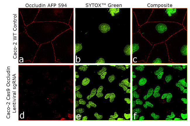 Occludin Antibody