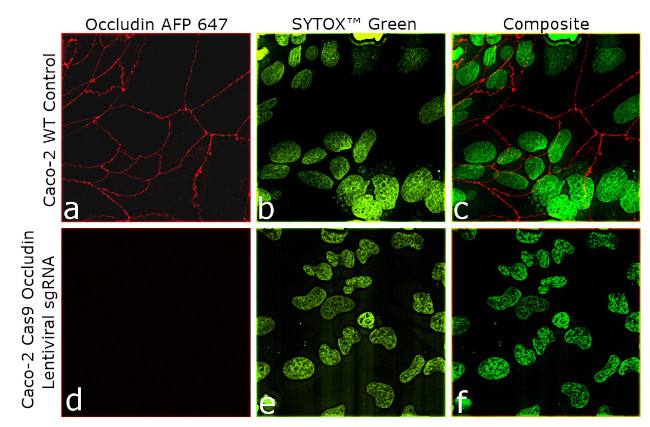 Occludin Antibody in Immunocytochemistry (ICC/IF)