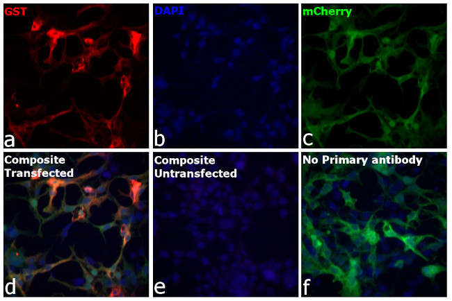 GST Antibody in Immunocytochemistry (ICC/IF)