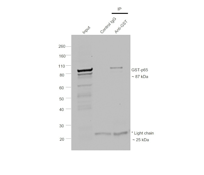 GST Antibody in Immunoprecipitation (IP)