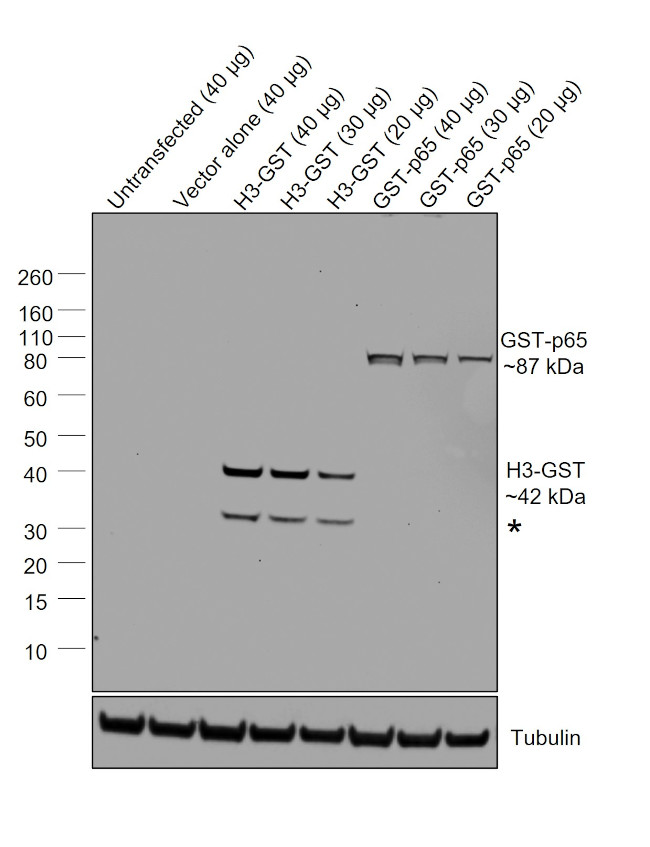 GST Antibody in Western Blot (WB)