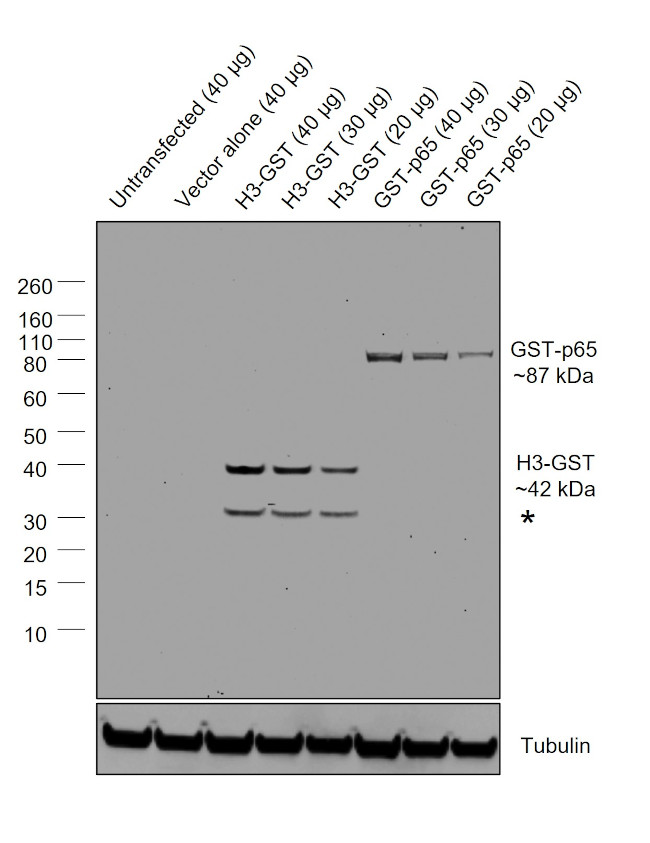 GST Antibody in Western Blot (WB)