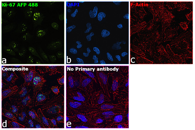 Ki-67 Antibody in Immunocytochemistry (ICC/IF)