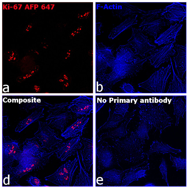 Ki-67 Antibody in Immunocytochemistry (ICC/IF)