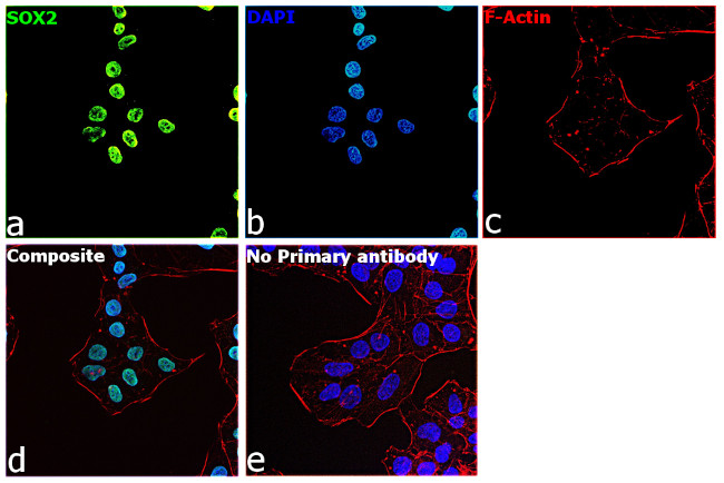 SOX2 Antibody in Immunocytochemistry (ICC/IF)