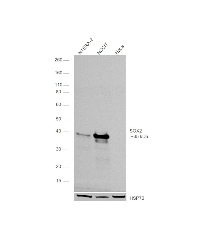 SOX2 Antibody in Western Blot (WB)