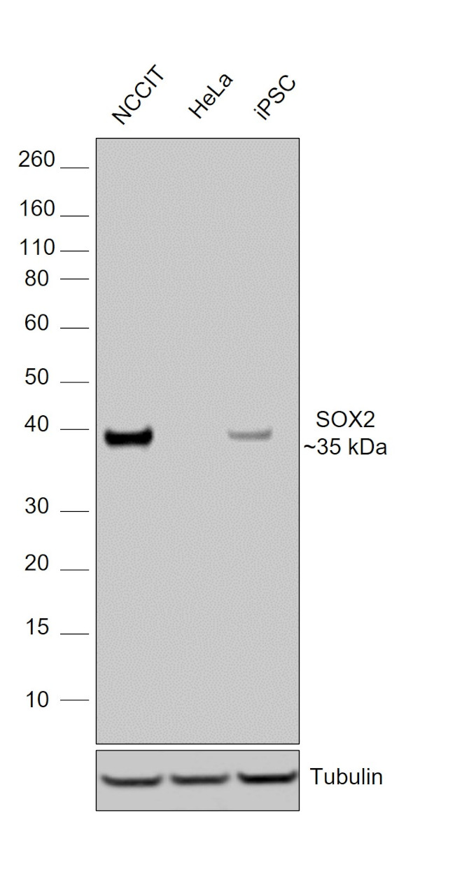 SOX2 Antibody in Western Blot (WB)