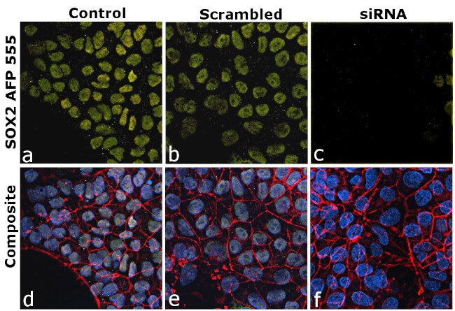 SOX2 Antibody