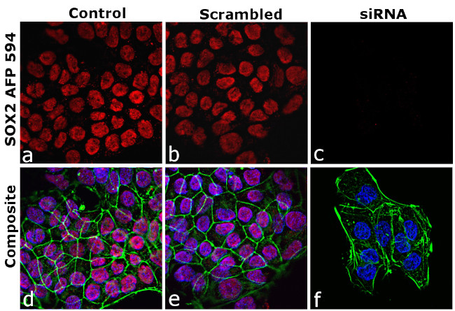 SOX2 Antibody in Immunocytochemistry (ICC/IF)