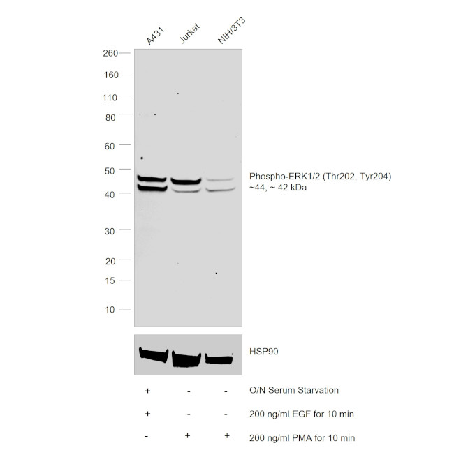 ERK1/2 Antibody in Western Blot (WB)