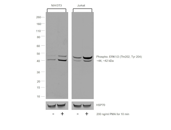 ERK1/2 Antibody in Western Blot (WB)