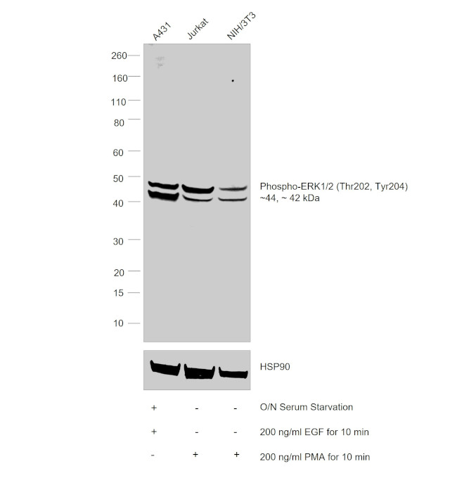 ERK1/2 Antibody in Western Blot (WB)