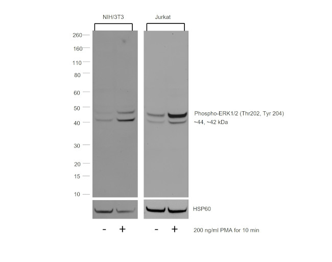 ERK1/2 Antibody in Western Blot (WB)