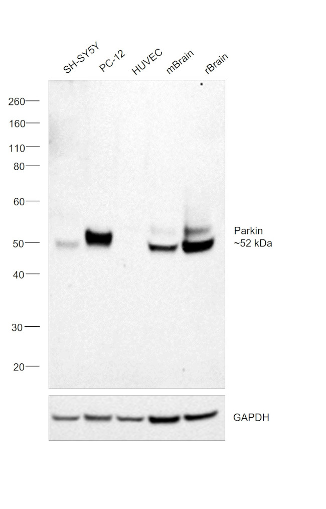 Parkin Antibody in Western Blot (WB)