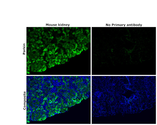 Parkin Antibody in Immunohistochemistry (Paraffin) (IHC (P))