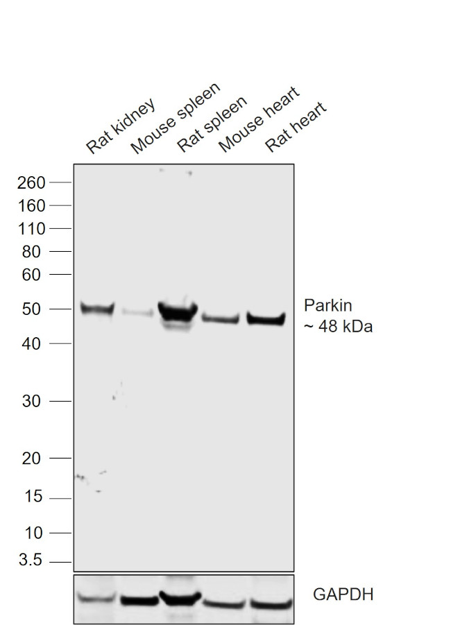 Parkin Antibody in Western Blot (WB)